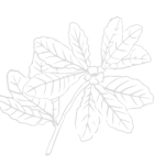 Animation leaf 3